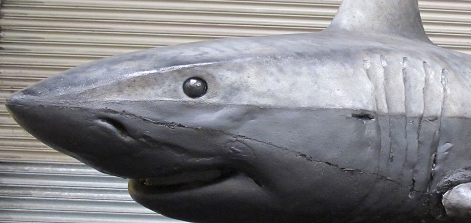 The Fog Shark